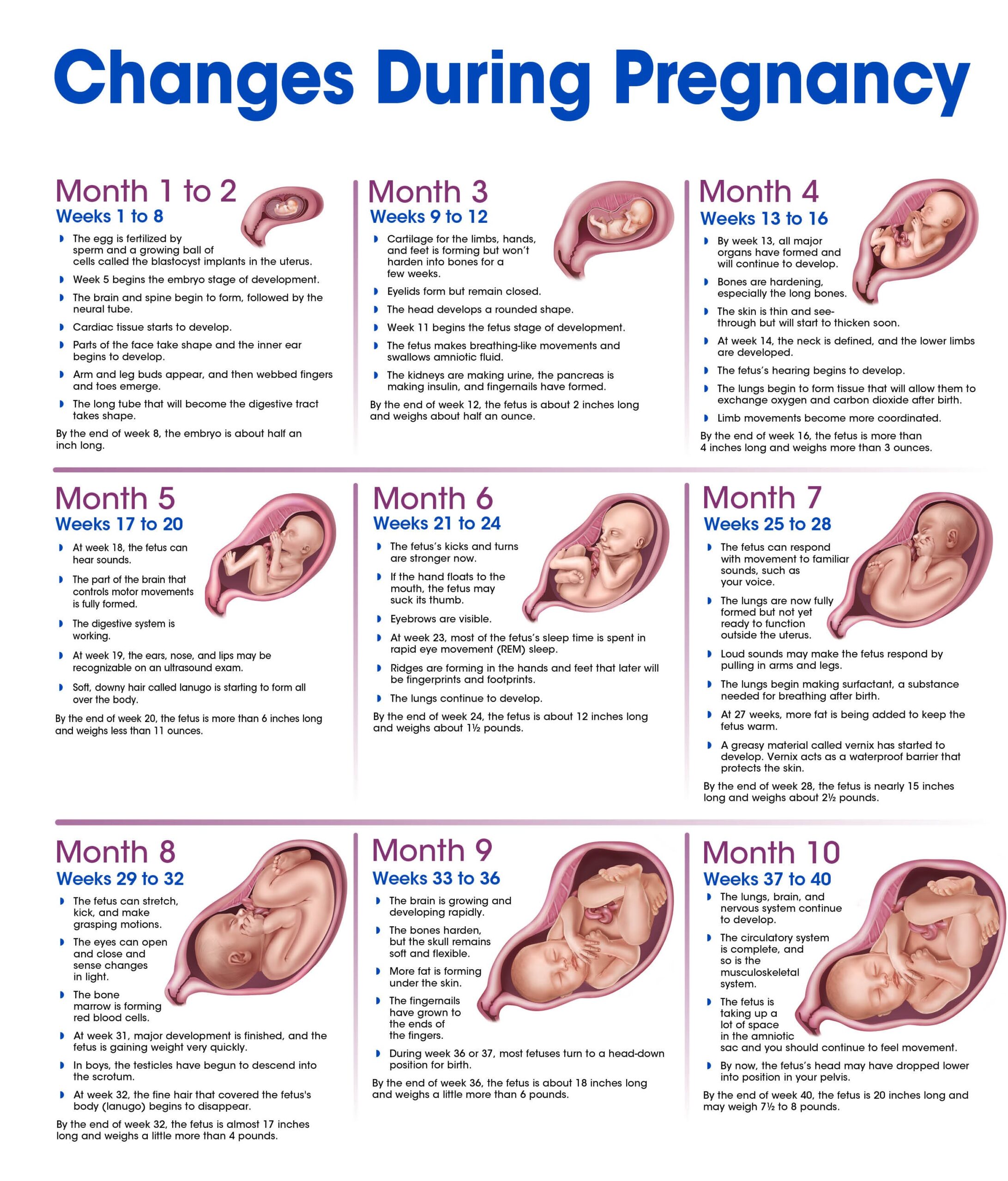 changes-during-pregnancy